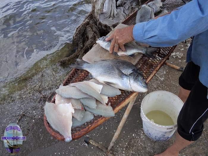 Bream caught at Millers Point